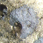 Mineralien Mansfelder Revier Kupferkammerhütte Hettstedt Vivianit