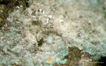 Mineralien Mansfelder Revier Kupferkammerhütte Hettstedt Serpierit