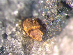 Mineralien Mansfelder Revier Kupferkammerhütte Hettstedt Susannit