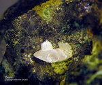 Mineralien Mansfelder Revier Sangerhausen Calcit