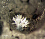Mineralien Mansfelder Revier Sangerhausen Cerussit