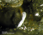 Mineralien Mansfelder Revier Sangerhausen Cerussit