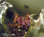 Mineralien Mansfelder Revier Sangerhausen Cuprit