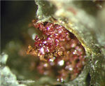 Mineralien Mansfelder Revier Sangerhausen Cuprit