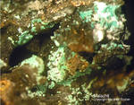 Mineralien Mansfelder Revier Sangerhausen Malachit