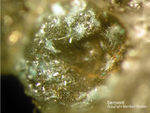 Mineralien Mansfelder Revier Sangerhausen Serpierit
