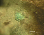 Mineralien Mansfelder Revier Sangerhausen Serpierit