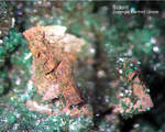 Mineralien Griechenland Lavrion Christiana Siderit