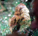 Mineralien Griechenland Lavrion Christiana Siderit