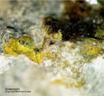 Griechenland Esperenza Mineralien Greenockit