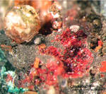 Harz Mineralien Silberhütte Altenau Chalkotrichit