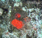 Harz Mineralien Silberhütte Altenau Chalkotrichit