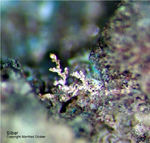 Harz Mineralien Silberhütte Altenau Silber