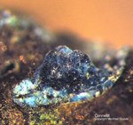 Harz Mineralien Lauthental Connellit
