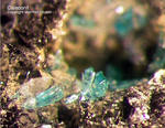 Harz Mineralien Lautenthal Caledonit