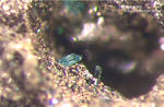 Harz Mineralien Lautenthal Caledonit