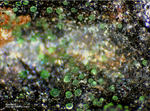 Harz Mineralien Schlackental Atacamit