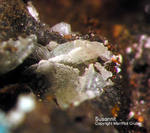 Harz Mineralien Schlackental Susannit