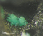 Harz Mineralien Schlackental Serpierit