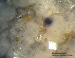 Eifel Mineralien Arensberg Montmorillonit