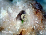 Eifel Mineralien Bellerberg Eifelit