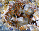 Eifel Mineralien Bellerberg Ferri-Kaersutit