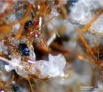 Eifel Mineralien Bellerberg Ferri-Kaersutit