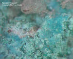 Griechenland Lavrion Mineralien Villia Niedermayrit