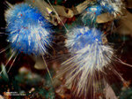 Griechenland Mineralien Lavrion Jean Baptiste Cyanotrichit