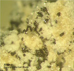 Eifel Mineralien Bellerberg Rhönit