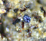 Eifel Mineralien Bellerberg Rhönit