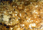 Eifel Mineralien Emmelberg Amphibol
