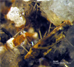 Eifel Mineralien Emmelberg Apatit