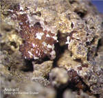 Eifel Mineralien Graulei Andradit