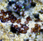 Eifel Mineralien Graulei Andradit