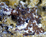 Eifel Mineralien Graulei Andradit