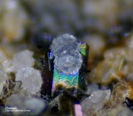 Eifel Mineralien Graulei Chabasit