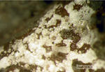 Eifel Mineralien Berzeliushütte Stolberg Brianyoungit
