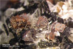 Eifel Mineralien Graulei Magnetit