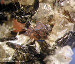 Eifel Mineralien Graulei Magnetit