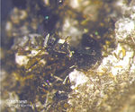 Eifel Mineralien Graulei Schorlomit