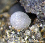 Eifel Mineralien Hannebacher Ley Calcit