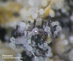 Eifel Mineralien Liley Perowskit