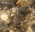 Eifel Mineralien Liley Perowskit