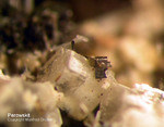 Eifel Mineralien Liley Perowskit