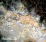 Eifel Mineralien Liley Rhabdophan