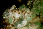 Mineralien Griechenland Lavrion Hilarion Aurichalcit
