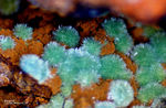 Griechenland Mineralien Lavrion Jean Baptiste Malachit