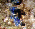 Griechenland Mineralien Lavrion Jean Baptiste Linarit