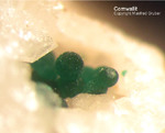 Odenwald Mineralien Reichenbach Borstein Cornwallit